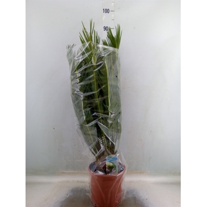 Cycas revoluta