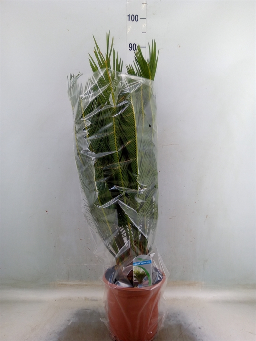 <h4>Cycas revoluta</h4>