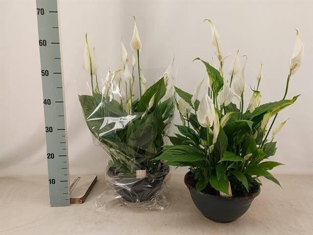 <h4>SPATH CHOPIN</h4>