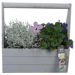 PTSO6029 Arrangementen Tuinplanten