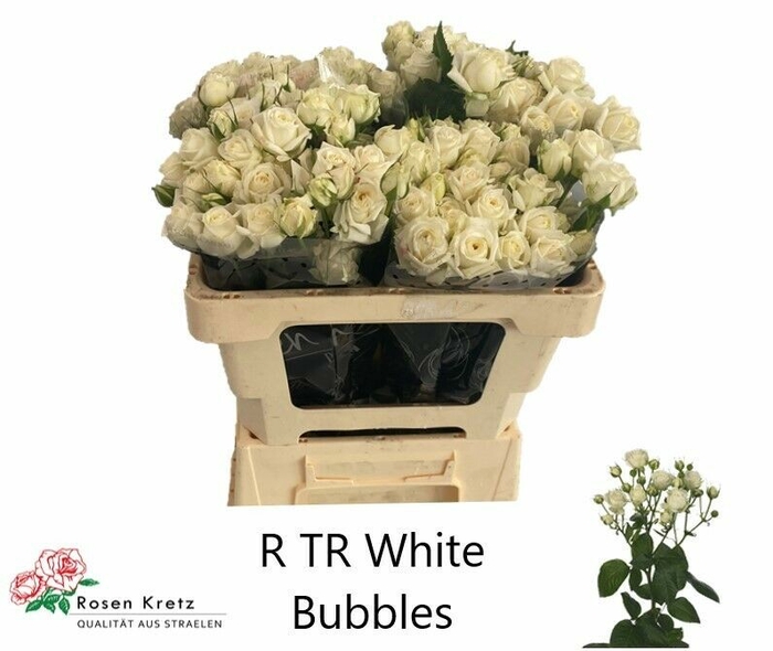 <h4>Rosa tr White Bubbles</h4>