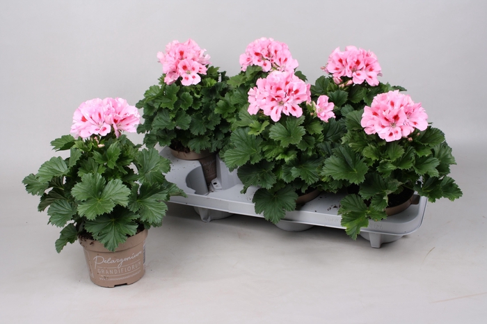 <h4>PEL GR ELEGAN FENNA</h4>