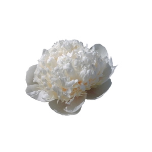 Paeonia Colonel Owen Cousins