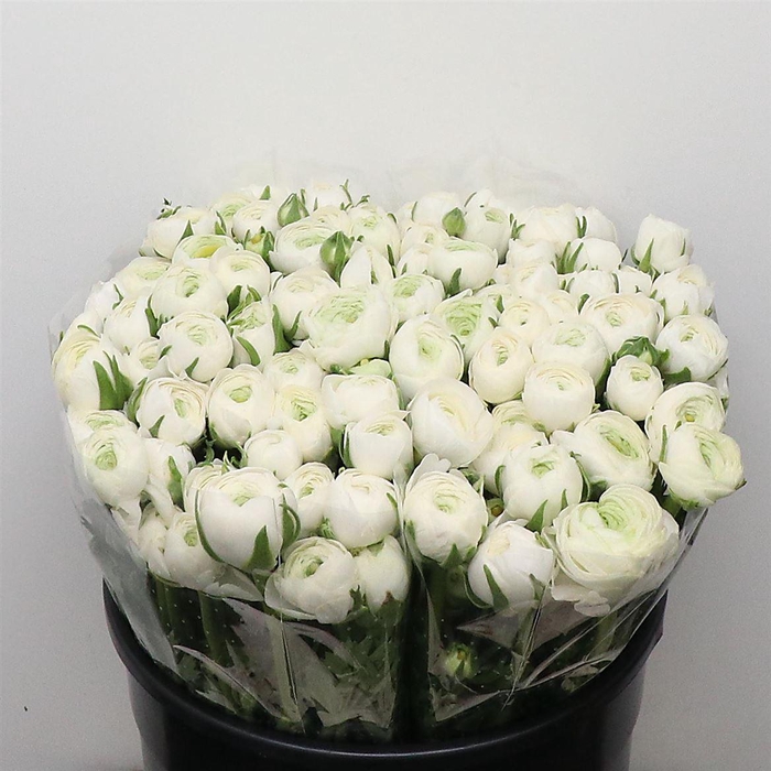 <h4>Ran El White Super</h4>