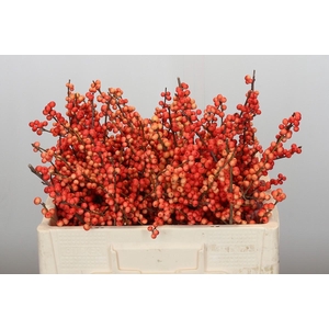 Ilex Oudijk's Orange