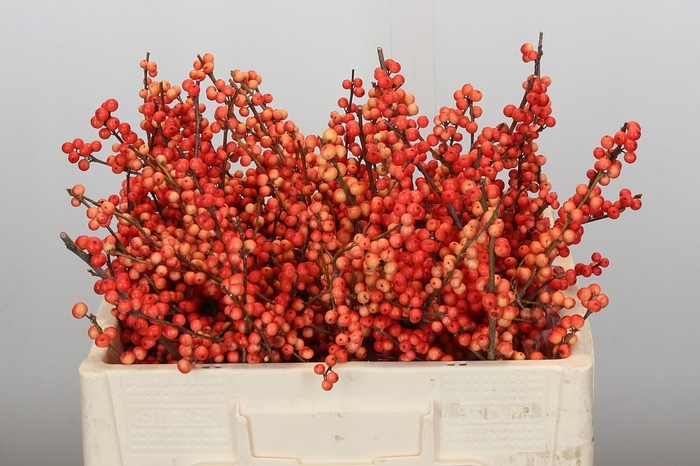 <h4>Ilex Oudijk's Orange</h4>