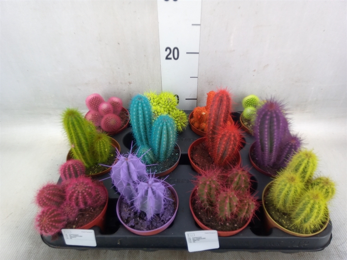 <h4>Cactus   ...</h4>