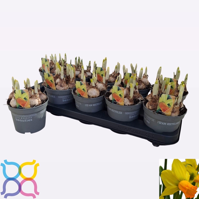 <h4>Narcis Jetfire</h4>