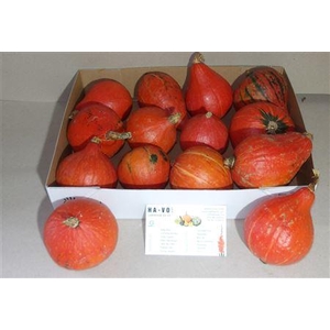 Cucurbita (kalebas)