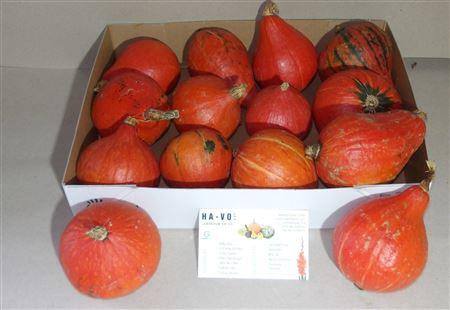 <h4>Cucurbita (kalebas)</h4>
