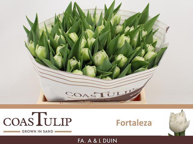 <h4>TU DU FORTALEZA</h4>