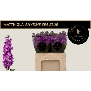 MATTH ANYT SEA BLUE
