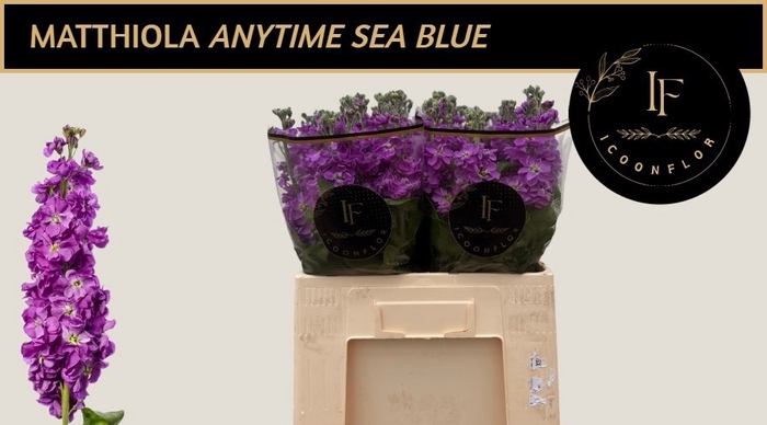 <h4>MATTH ANYT SEA BLUE</h4>