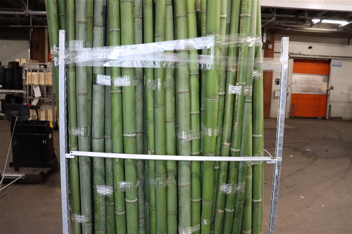 <h4>Bamboo 60/70 2 M Phyllostachys</h4>