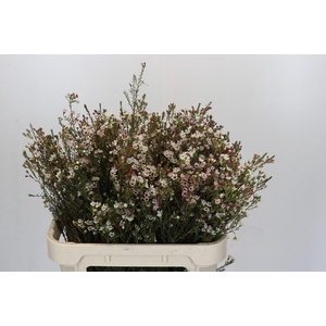 Chamelaucium Blondie