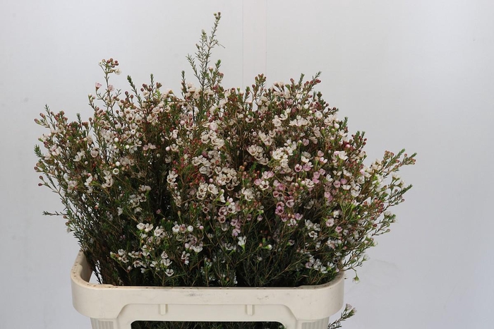 <h4>Chamelaucium Blondie</h4>