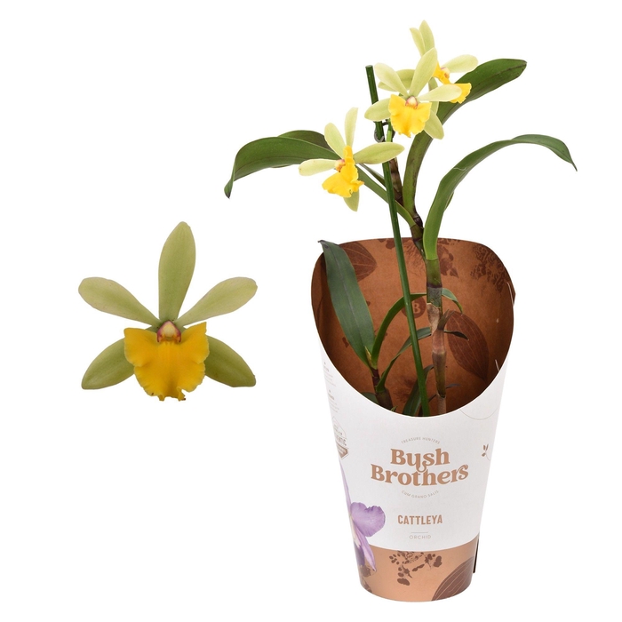 <h4>Epi Cattleya 12 cm</h4>