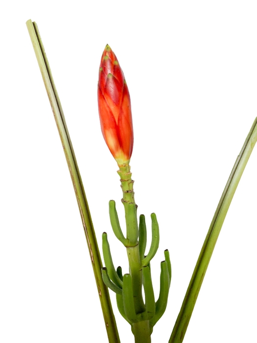 <h4>Musa Pacari</h4>