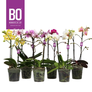 Colours P12 BO Mix 2 spike
