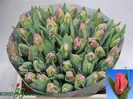 <h4>Tu Pa Marvel Parrot</h4>