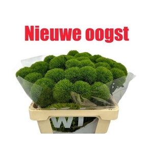 Di Barb Kiwi Mellow