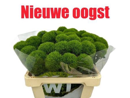 <h4>Di Barb Kiwi Mellow</h4>