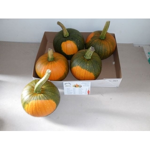 CUC HALLOWEEN X4