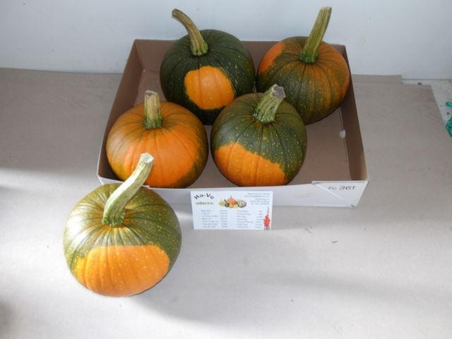 <h4>CUC HALLOWEEN X4</h4>