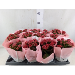 Kalanchoe   ...