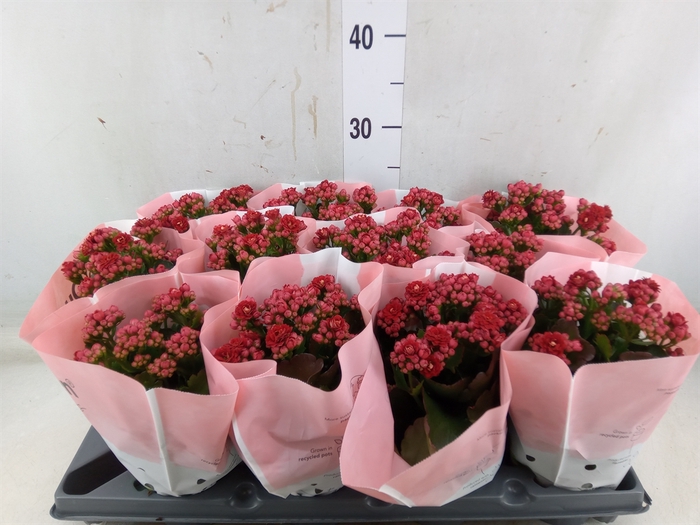 <h4>Kalanchoe   ...</h4>