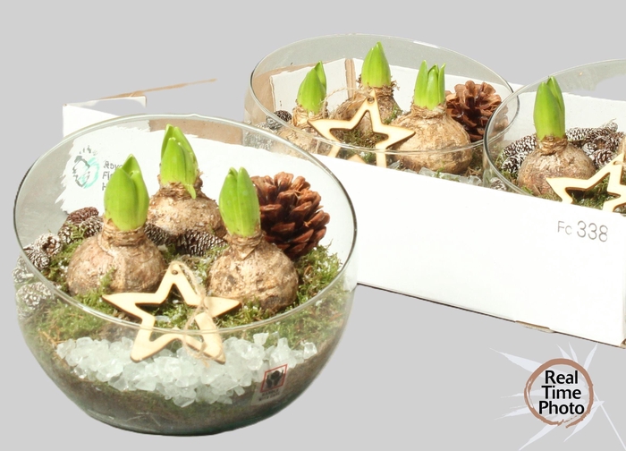 <h4>ARR HYACINTH</h4>