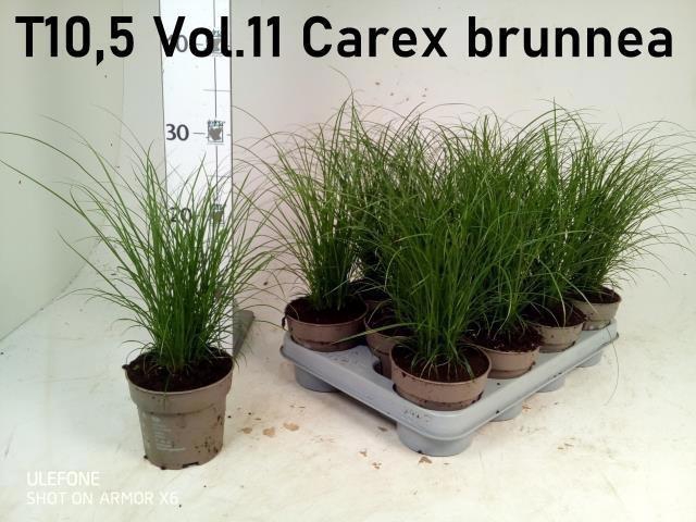 <h4>CAREX BRUNNEA</h4>
