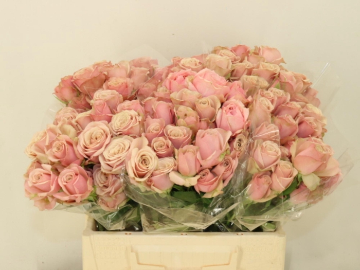 <h4>R TR DESTINI</h4>