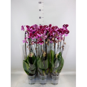 Phalaenopsis  'Elegant Cascade'