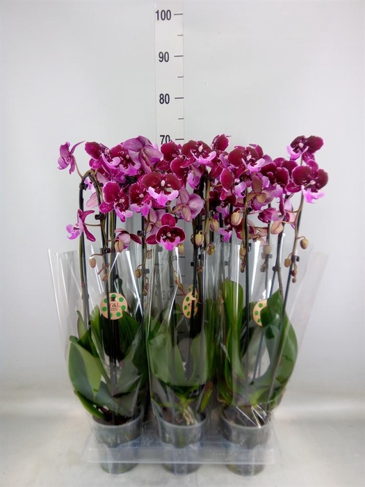 <h4>Phalaenopsis  'Elegant Cascade'</h4>