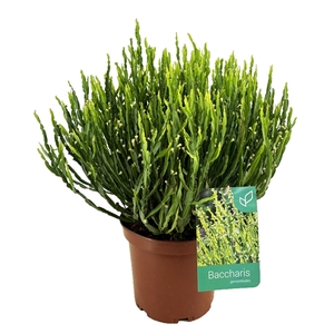 Baccharis