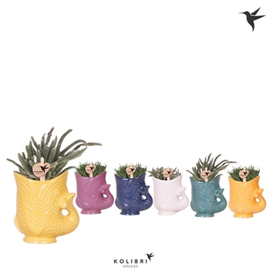 Kolibri Greens Rhipsalis mix in Fish pot mix