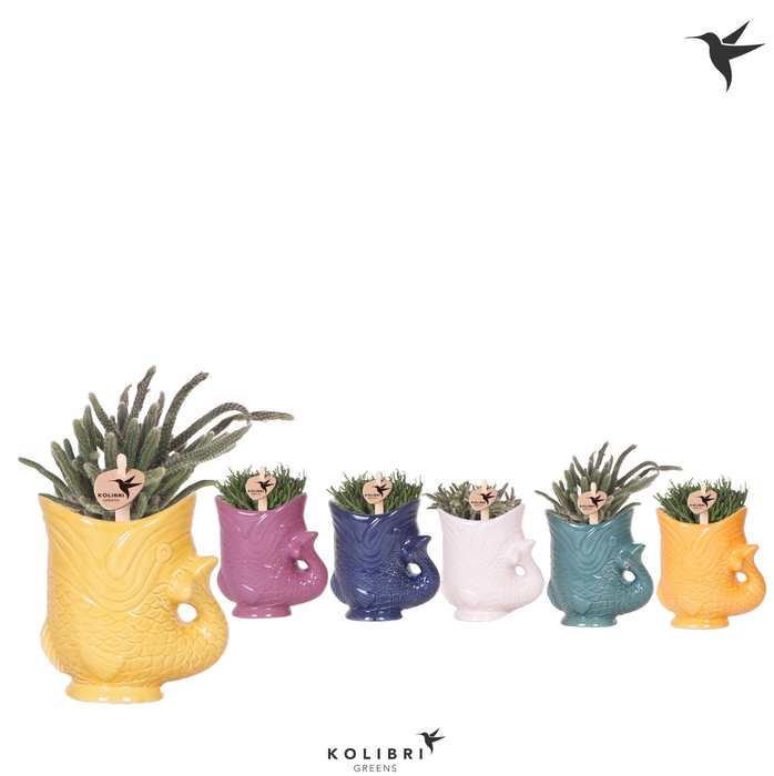 <h4>Kolibri Greens Rhipsalis mix in Fish pot mix</h4>