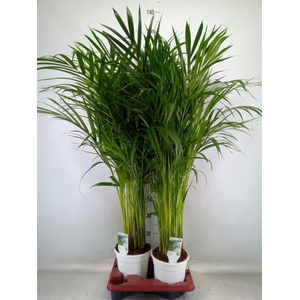 Dypsis lutescens   ...Chrysalidoca