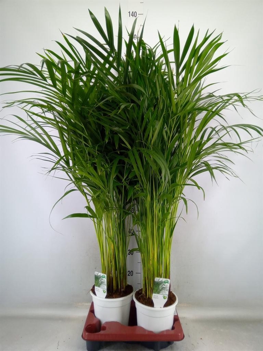 <h4>Dypsis lutescens   ...Chrysalidoca</h4>