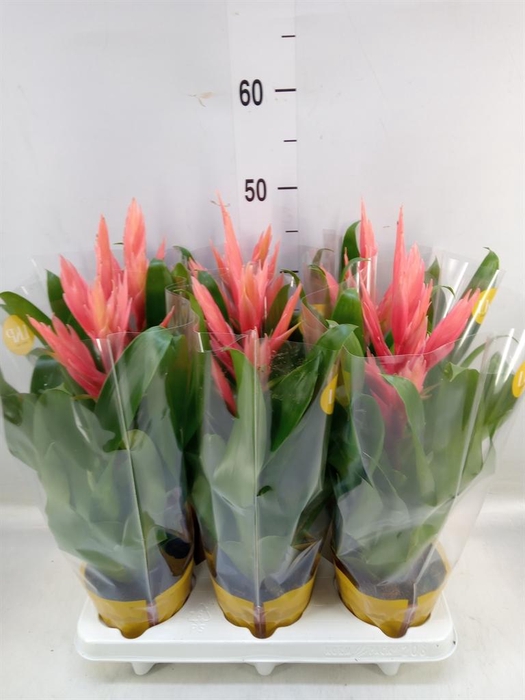 <h4>Tillandsia  'Ziva'</h4>