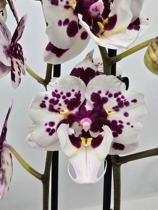 <h4>Limited 16 week 1</h4>