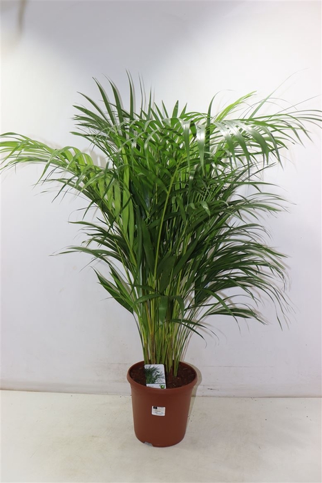 <h4>Dypsis Lutescens</h4>