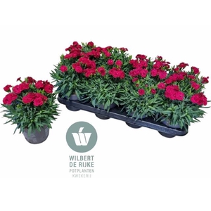 DIANTHUS PEMAN MERLOT