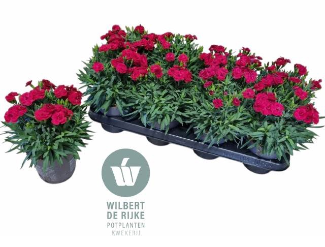 <h4>DIANTHUS PEMAN MERLOT</h4>