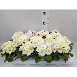 Primula ac. 'Obsidian Light Yellow'