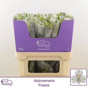 Alstroemeria Freeze | Heavy Quality