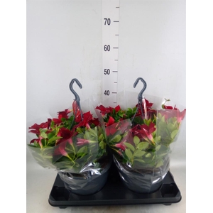 Mandevilla am. 'Sundav Burgundy'