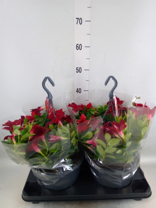 <h4>Mandevilla am. 'Sundav Burgundy'</h4>