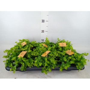 Peperomia rotundifolia